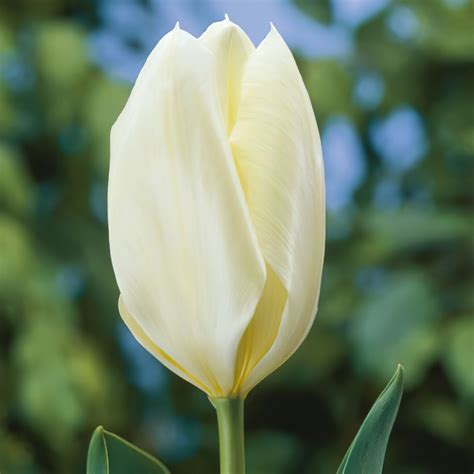 tulip purissima uk.